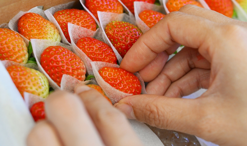 Sau 3 tháng canh tác theo công nghệ IoT, vụ dâu tây đầu tiên cho thu hoạch rất khả quan. Nhờ dâu có chất lượng cao, đẹp mắt nên thu hoạch tới đâu bán hết tới đó. Hiệu quả từ canh tác dâu tây theo công nghệ IoT thấy rõ, nên đến nay trang trại trồng hoa rộng 2 ha của gia đình anh chị đã chuyển hoàn toàn sang canh tác dâu tây