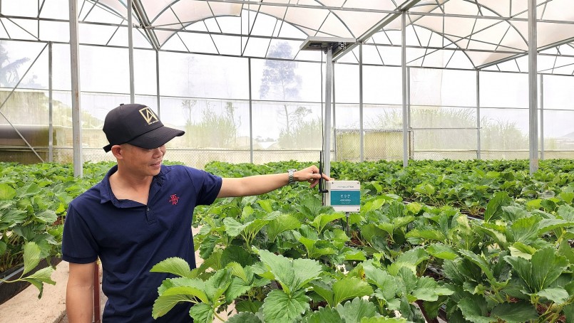 Dù trồng tới 2 ha dâu tây nhưng vợ chồng chủ nhân không cần có mặt tại vườn mà vẫn biết dâu của mình phát triển thế nào.  Anh Nam chia sẻ thêm trang trại được chia thành nhiều khu vực để quản lý. Chẳng hạn, khu vực 1 cây dâu bị thiếu nước hoặc độ ẩm cao thì con chíp lắp tại các điểm đặt thiết bị cảm biến sẽ báo về bộ máy chủ. Từ đó, máy chủ sẽ tự động kích hoạt hệ thống tưới cho khu vực thiếu nước