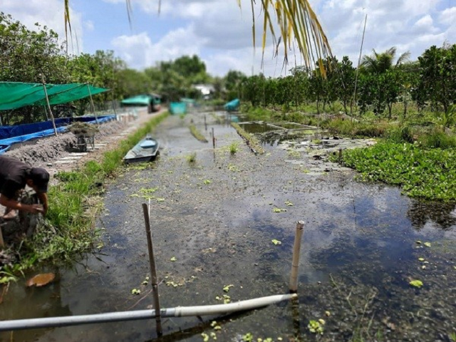 Ao nuôi ốc lấy trứng có hệ thống phun sương của hộ anh Võ Kim Vương Tân