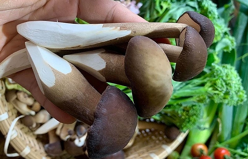 Nấm Mối Đen hay còn gọi là Nấm Rễ Sâu, là một trong các loại nấm có giá trị cao. Nấm Mối Đen hay còn gọi là Nấm Rễ Sâu, là một trong các loại nấm có giá trị cao.