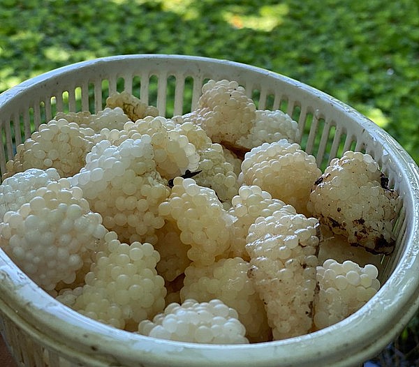 Trứng ốc được bán với giá lên đến 800 nghìn đồng/kg.