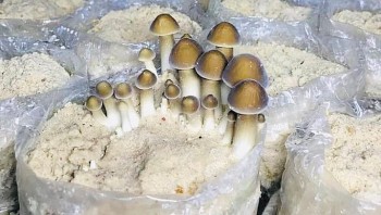 Loại nấm gì mà mọc nhanh như thổi bán 200 nghìn đồng/kg doanh nghiệp đặt hàng trước?