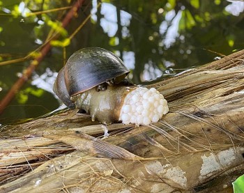 Bí quyết nuôi ốc bươu đen đẻ sòn sòn bán 1kg có ngay 800.000 đồng, nhà nào nuôi nhà đó giàu có