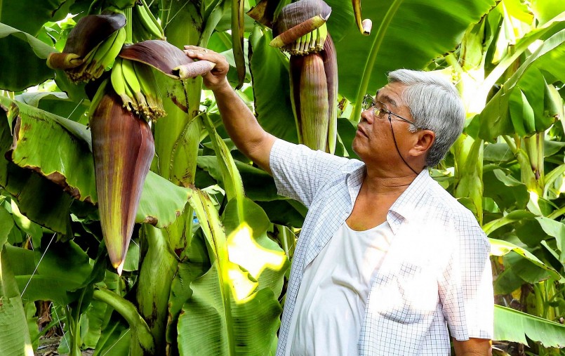 Chủ nhân của thương hiệu chuối Fohla cũng được mệnh danh \'vua chuối\' là lão nông Võ Quan Huy.