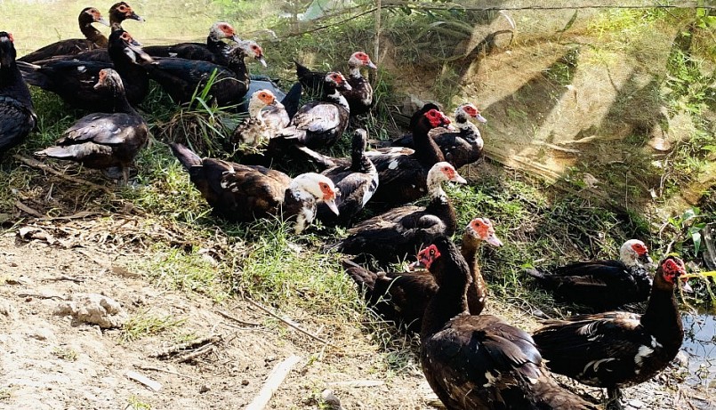 Mô hình nuôi vịt xiêm được triển khai thực hiện với số lượng 20 vịt đẻ và 4 vịt giống tại xã Vĩnh Thạnh, huyện Tân Hưng, tỉnh Long An.