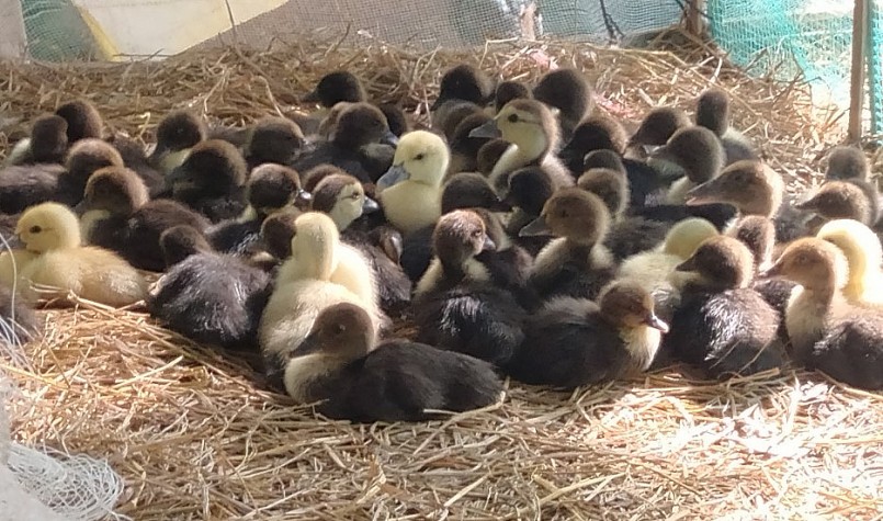 Đàn vịt xiêm giống nhà anh Hồng.