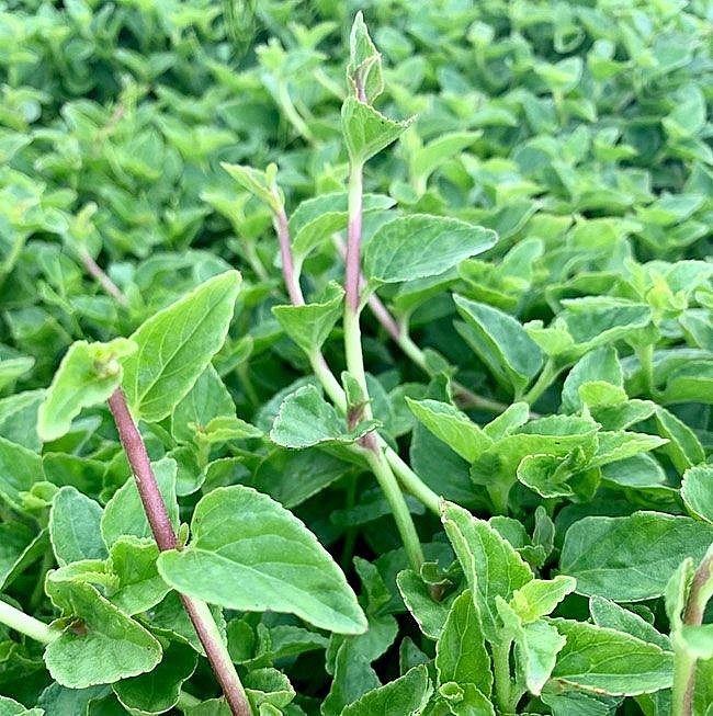 Rau lỗ bình Rau lỗ bình