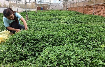 Cây dại xưa nhổ vứt đi, nay "lên đời" thành đặc sản 120.000 đồng/kg, nhà nào trồng cũng khá giả