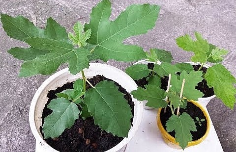 Nhân giống sung Mỹ bằng cách gieo hạt hoặc chiết cành.