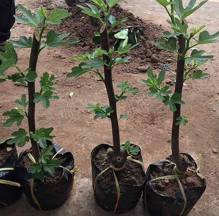 Cây sung Mỹ vừa được xem là loại cây cảnh, vừa là loại cây ăn quả.