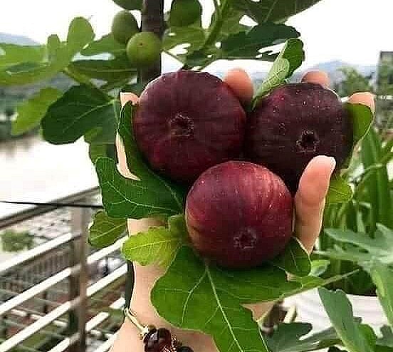 Quả cây sung Mỹ không chỉ ngon, mọng nước mà còn chứa rất nhiều các hàm lượng chất dinh dưỡng cho con người. 