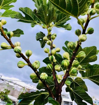 Bonsai sung Mỹ vừa có cây đẹp để ngắm ra trái ngọt thưởng thức quanh năm