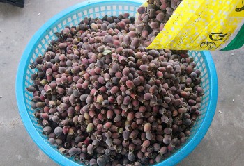 Những đặc sản được ví như lộc trời, lộc đất, lộc rừng, giá đắt đỏ vẫn được nhiều người lùng mua