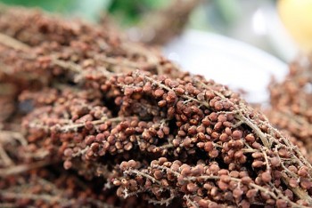 Loại quả có vị mặn xưa rụng đầy không ai nhặt, nay thành đặc sản được các đầu bếp săn lùng