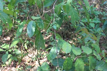 Không phải hành tây hay cần tây, thứ đọt rừng đầy gai này xào thịt trâu mới thơm ngon hết nấc