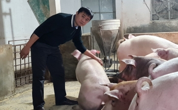 Giá heo hơi hôm nay (30/1) tiếp tục lặng sóng, người chăn nuôi đối mặt với những khó khăn nào?