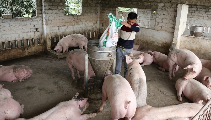 Giá heo hơi giảm nhưng chi phí thức ăn tăng cao khiến chăn nuôi thua lỗ.