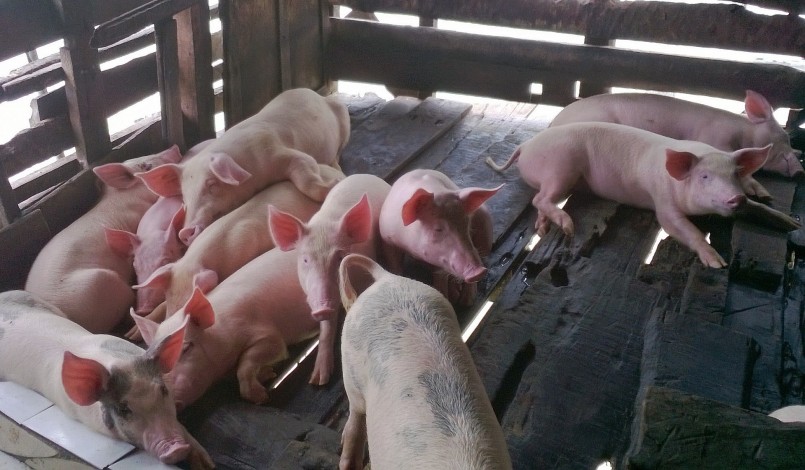 Nguồn cung heo hơi lớn khiến giá heo hơi trong nước duy trì ở mức thấp.