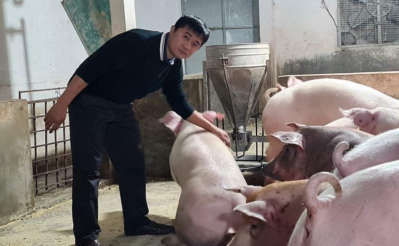 Giá heo hơi hôm nay (30/1) tiếp tục lặng sóng trên cả nước khi giá giao động từ 51.000 đến 54.000 đồng/kg.