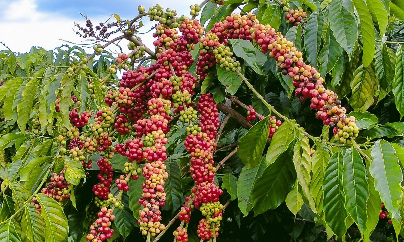 Giá nông sản hôm nay (30/1), giá cà phê hôm nay duy trì đà tăng trên thị trường thế giới.