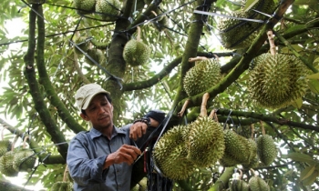Trung Quốc tăng mua sầu riêng, thương lái than khổ vì cháy hàng, lại có thêm đối thủ cạnh tranh