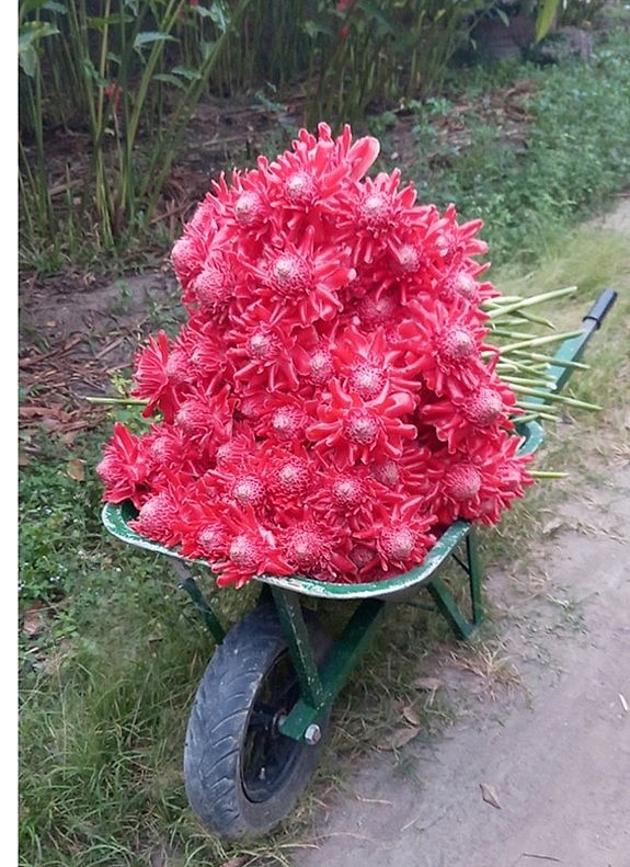 Sen đa lộc ngày thu hoạch