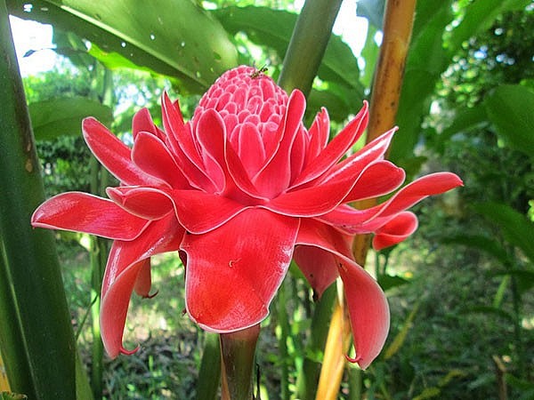 Sen đa lộc hút khách dịp thần tài