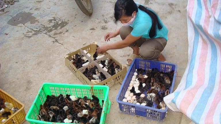 Chị Út Mai đang chăm sóc đàn gà xương đen 