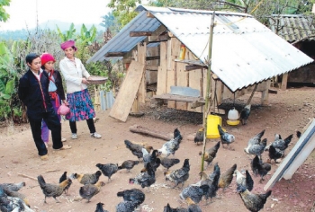 Nuôi con đặc sản xương đen sì, thích ăn đá uống sương đêm, bán không bao giờ ế nông dân giàu to