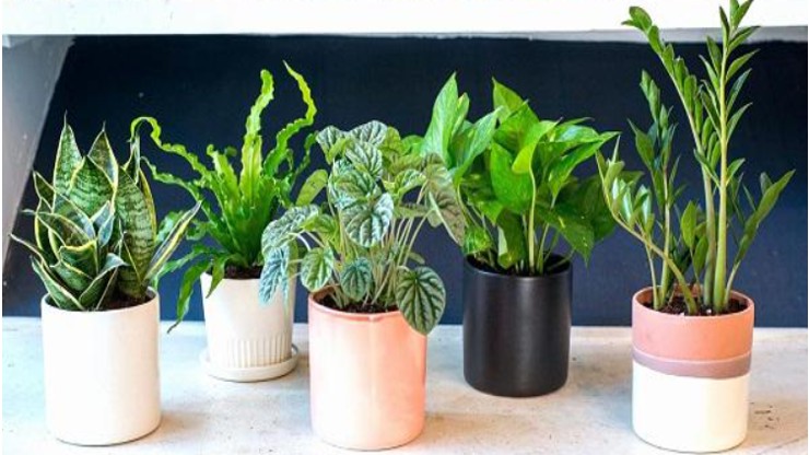 Trời lạnh tưới cho thêm thứ này vào nước sẽ giúp cây cảnh nhanh mọc chồi mới