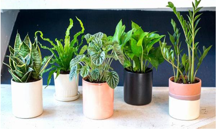 Trời lạnh tưới cho thêm thứ này vào nước sẽ giúp cây cảnh nhanh mọc chồi mới