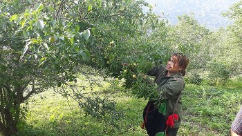 Cả thôn xây nhà lầu, sắm xe hơi nhờ trồng cây cho quả chua kên cả răng này