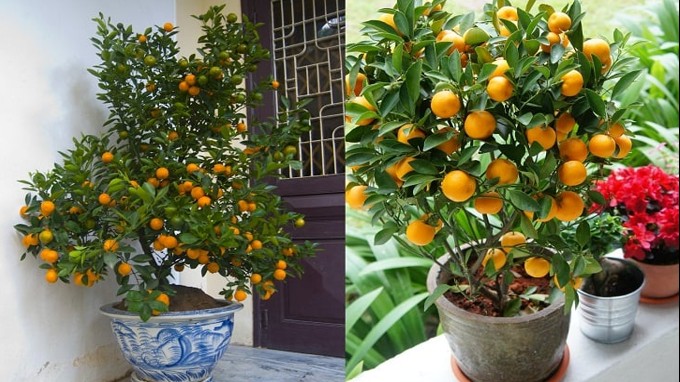 Cây quất chơi Tết xong đừng vứt vội, làm theo cách này năm sau cây ra trĩu quả