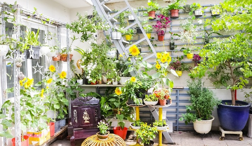 Tổng khu vườn hoa trên sân thượng của chị Thông có diện tích khoảng 90m2.