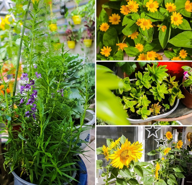 Khu vườn mộng mơ của chị Thông đẹp như tranh làm say đắm nhiều người yêu hoa.