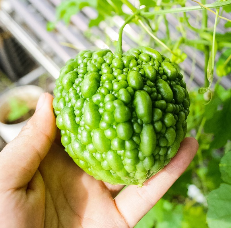 Quả mướp đắng có hình trái tim làm thích mắt các thành viên trong các hội nhóm trồng cây.