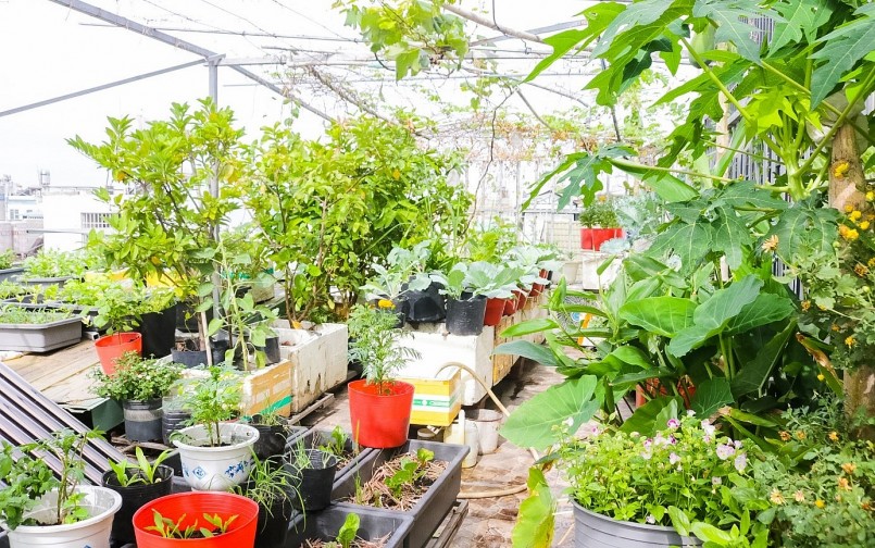 Chị Thông tái chế thùng xốp, vỏ chai làm chậu đựng cây. Vỏ chuối, rác thải sinh hoạt chị ủ làm phân bón.