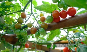 Kinh ngạc với vườn rau trên sân thượng của vợ chồng trẻ là 'kho báu' nơi thành phố