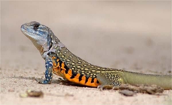 Con dông cát Con dông cát