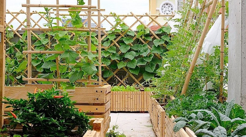 Vườn rau giúp gia đình chị Ánh Minh không phải lo nghĩ về chuyện đi chợ mua rau. Ảnh NVCC