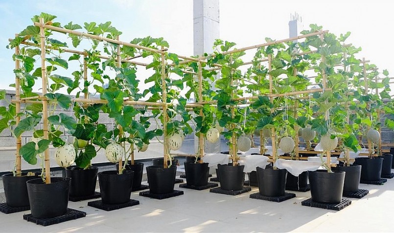 Chị dành ra một khu để trồng các loại dưa trên sân thượng. Ảnh NVCC