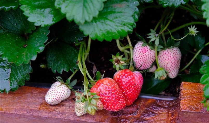 Giống dâu tây Hana Nhật được chị trồng trên sân thượng.Ảnh NVCC