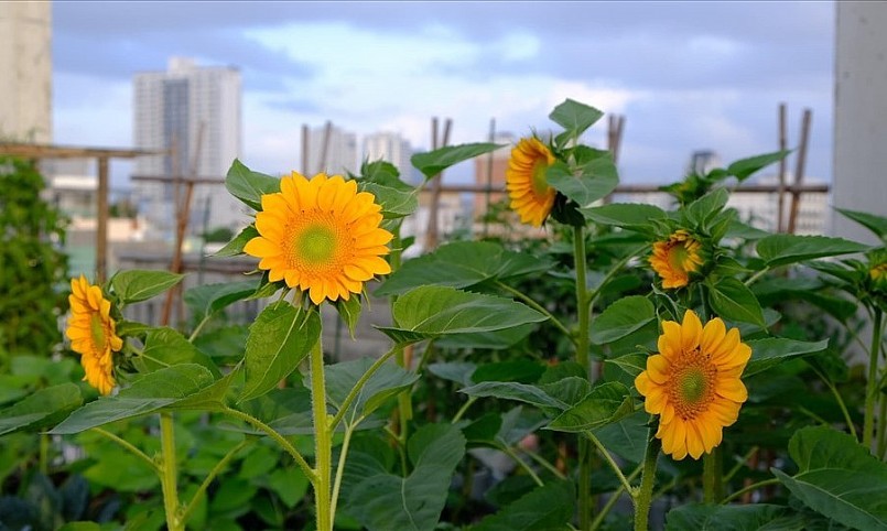 Chị cũng dành một phần diện tích để trồng hoa hướng dương.Ảnh NVCC