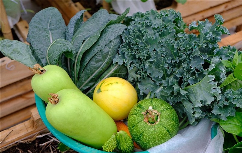 Thành phẩm thu hoạch từ vườn rau trên sân thượng của vợ chồng kiến trúc sư trẻ. Ảnh NVCC