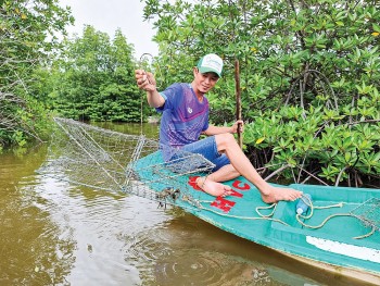 Cho tôm cua kết đôi dưới tán rừng ngập mặn, mỗi năm "đẻ" ra 200 triệu đồng