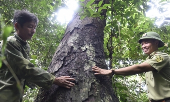 Rừng lim xanh cổ thụ báu vật ở xứ Thanh được ngày đêm bảo vệ như thế nào?