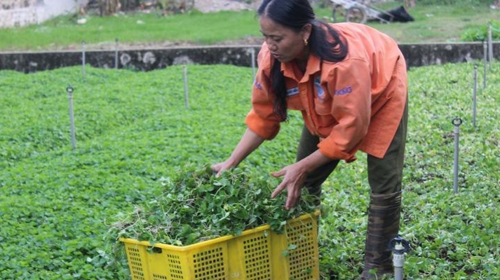 Hàng năm, một sào rau cho gia đình bà Lan thu hoạch đến 6 lứa Hàng năm, một sào rau cho gia đình bà Lan thu hoạch đến 6 lứa
