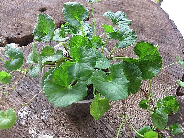 Rau má là một loại cây mọc dại Rau má là một loại cây mọc dại