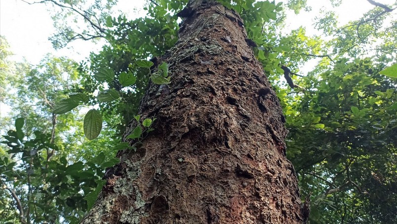 Theo Hạt Kiểm lâm huyện Cẩm Thủy, khu rừng được trồng từ hơn 100 năm trước, được coi là rừng lim cổ thụ lớn nhất Thanh Hóa. 