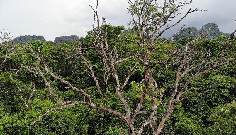Rừng lim cổ thụ dù cây chết khô, không cơ quan chức năng hay người dân nào được phép chặt hạ.